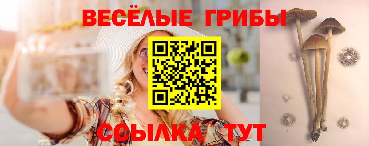 Галлюциногенные грибы Psilocybe Котлас